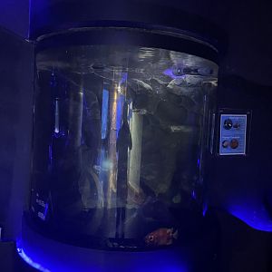 popeye catalufa & eyelight fish tank