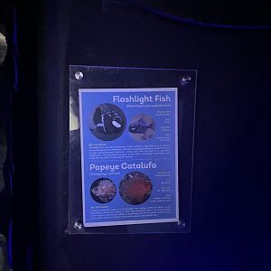 popeye catalufa & eyelight fish signage