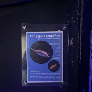 longspine snipefish signage