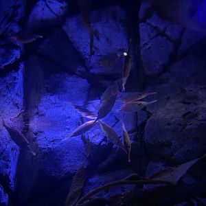 longspine snipefishes (macroramphosus scolopax)