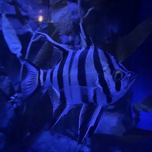 old wife (enoplosus armatus)