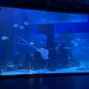 southern sea tank