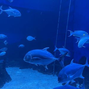 fishes in southern sea tank