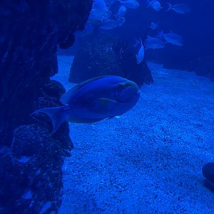 yellowfin surgeonfish (acanthurus xanthopterus) (1)