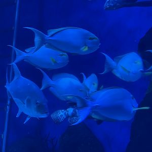 yellowfin surgeonfish (acanthurus xanthopterus) (2)