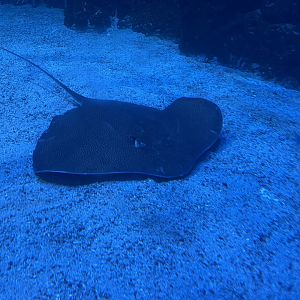 fine-spotted leopard whipray (himantura tutul)