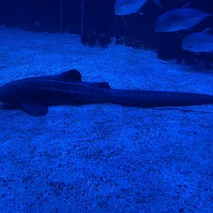 zebra shark (stegostoma tigrinum)