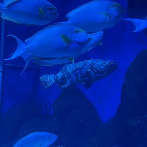 dragon tiger grouper (epinephelus lanceolatus x epinephelus fuscoguttatus)