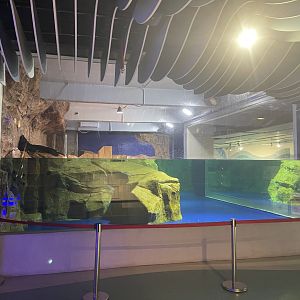 fur seal exhibit (1)
