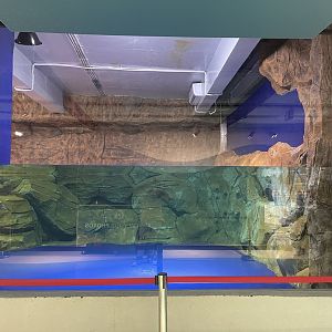 fur seal exhibit (2)