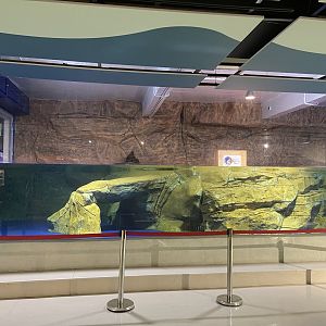 fur seal exhibit (3)