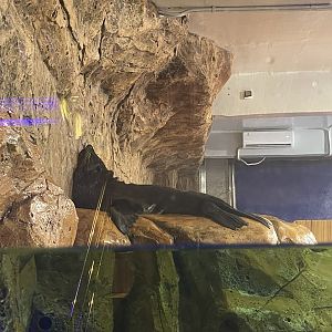 south american fur seal (arctocephalus australis)