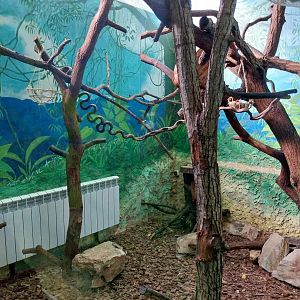 Monkey House - Pied Tamarin (Saguinus bicolor)