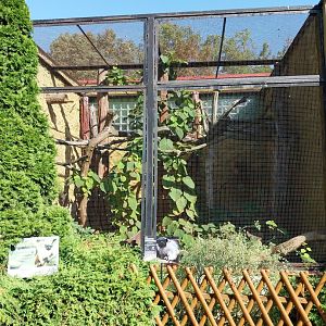 Monkey House - Pied Tamarin (Saguinus bicolor)