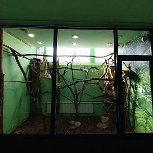 Monkey House - Golden Lion Tamarin (Leontopithecus rosalia)