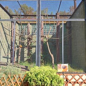 Monkey House - Golden Lion Tamarin (Leontopithecus rosalia)