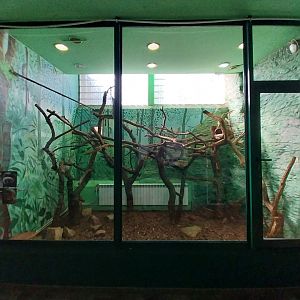 Monkey House - Bearded Emperor Tamarin (Saguinus imperator subriscens)