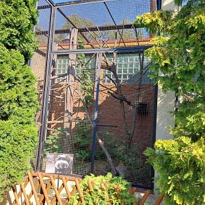 Monkey House - Bearded Emperor Tamarin (Saguinus imperator subriscens)