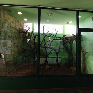 Monkey House - White-faced Saki (Pithecia pithecia)