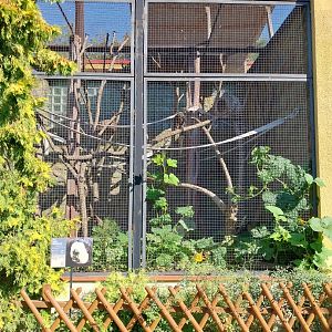 Monkey House - White-faced Saki (Pithecia pithecia)