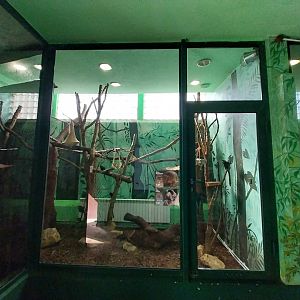 Monkey House - Goeldi's (Callimico goeldii)