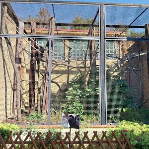 Monkey House - Goeldi's (Callimico goeldii)