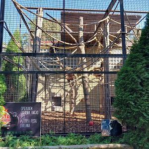 Monkey House - Agile Gibbon (Hylobates agilis)