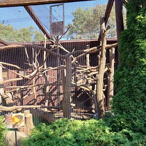 Monkey House - Red Ruffed Lemur (Varecia rubra)