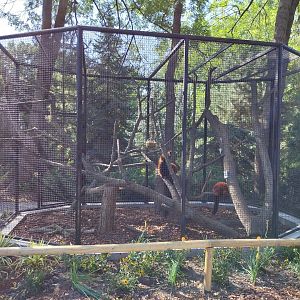 Monkey House - Red Ruffed Lemur (Varecia rubra)