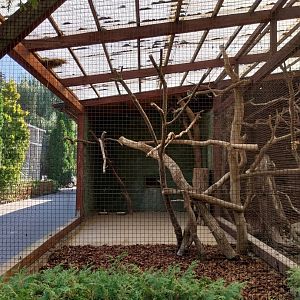 Birdhosue - European Roller (Coracias garrulus)