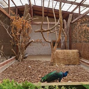 Birdhosue - Indian Peafowl (Pavo cristatus)
