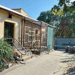 Birdhosue - Eurean Bee-eater (Merops apaister)