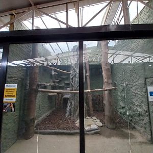 Birdhosue - Wreathed Hornbill (Rhyticeros undulatus)