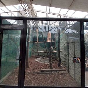 Birdhosue - Wreathed Hornbill (Rhyticeros undulatus)