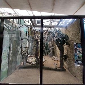 Birdhosue - Wreathed Hornbill (Rhyticeros undulatus)