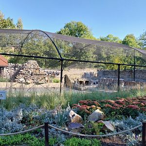 Humboldt penguin (Spheniscus humboldti) and Inca Tern (Larosterna inca)