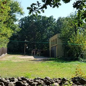 Rothschildt's giraffe (Giraffa camelopardalis rothschildi)