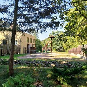 Rothschildt's giraffe (Giraffa camelopardalis rothschildi)