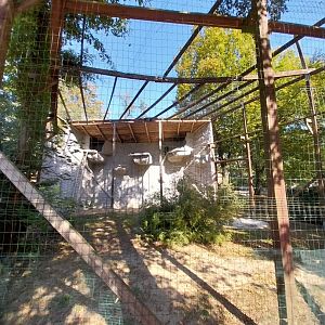 Birds of Prey aviaries - Bearded Vulture (Gypaetus barbatus barbatus)