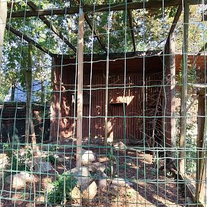 Birds of Prey aviaries - European Eagle-owl (Bubo bubo bubo)