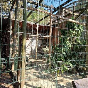 Birds of Prey aviaries - Stellers' Sea Eagle (Haliaeetus pelagicus)