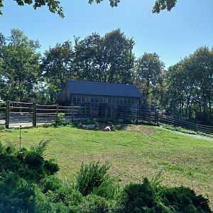 Scimitar-horned Oryx (Oryx dammah)
