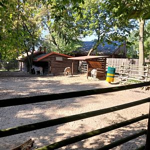 Somali Wild Ass (Equus africanus somaliensis)