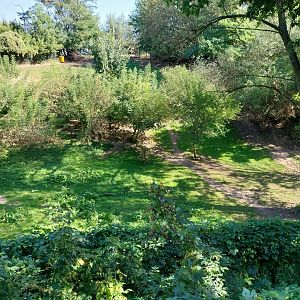 Eurasian Forest Reindeer (Rangifer tarandus fennicus)