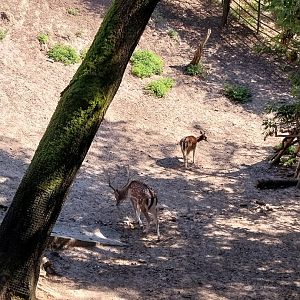 Common Fallow Deer (Dama dama)
