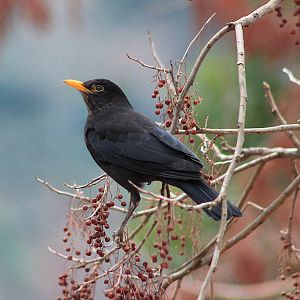 Chinese Blackbird (Turdus mandarinus)
