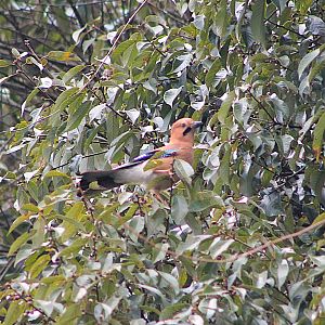 Eurasian Jay (Garrulus glandarius)