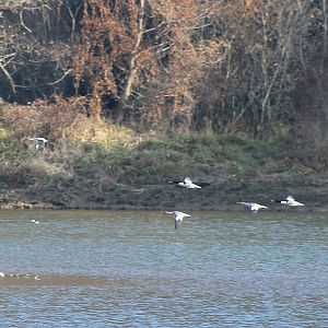 Scaly-sided Mergansers (Mergus squamatus)