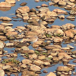 Long-billed Plover (Thinornis placidus)