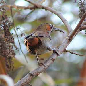 Grey-sided Scimitar-Babbler (Erythrogenys swinhoei)